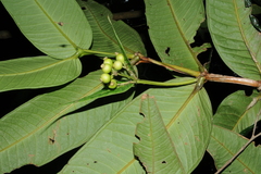 Memecylon subcordatum